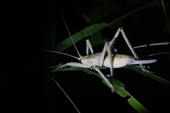 Segestidea queenslandica