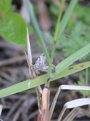 Xanthorhoe abrasaria