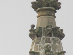 Falco peregrinus brookei