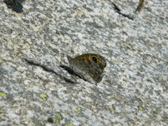 Lasiommata