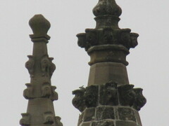 Falco peregrinus brookei