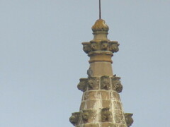 Falco peregrinus brookei