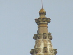 Falco peregrinus brookei