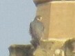 Falco peregrinus brookei