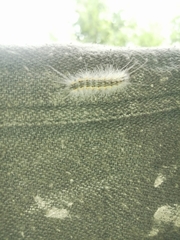 Acronicta megacephala