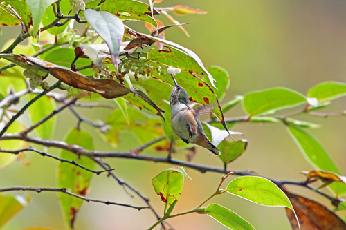 Selasphorus heloisa