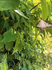 Cydalima perspectalis