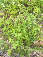 Rubus procerus