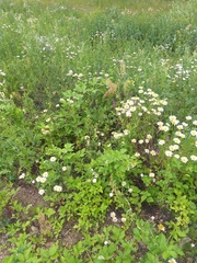 Rubus procerus