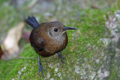Sumichrast's Wren photo 4