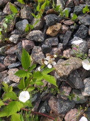 Rubus procerus