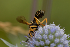 Abrachyglossum capitatum