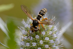 Abrachyglossum capitatum