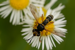 Abrachyglossum capitatum