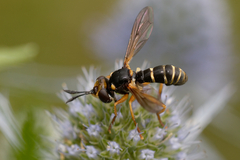 Abrachyglossum capitatum