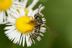 Abrachyglossum capitatum