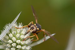 Abrachyglossum capitatum