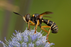 Abrachyglossum capitatum