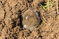 Cryptomys hottentotus