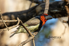 Lybius torquatus torquatus