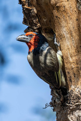 Lybius torquatus torquatus