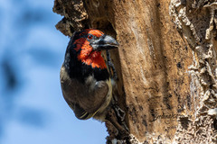 Lybius torquatus torquatus