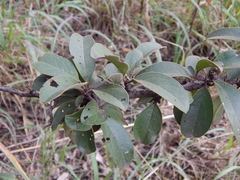 Ximenia caffra