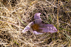 Colchicum melanthoides