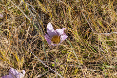 Colchicum melanthoides