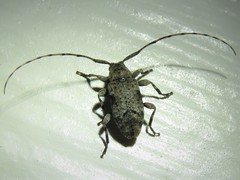 Sternidius mimeticus