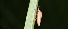 Gonopsis affinis