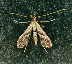 Lineodes fontella