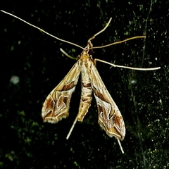 Lineodes fontella