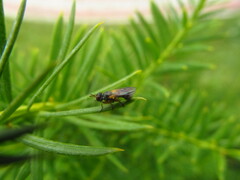 Thecophora fulvipes