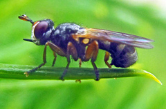 Thecophora fulvipes
