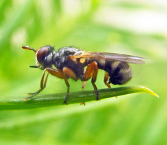 Thecophora fulvipes