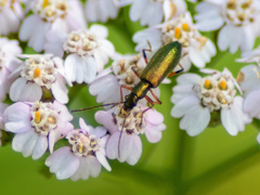 Chrysanthia geniculata
