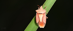 Gonopsis affinis