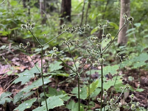 žindava európska (Sanicula europaea)