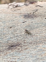 Pherbellia annulipes