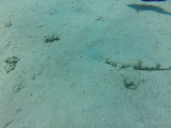 Synodus dermatogenys