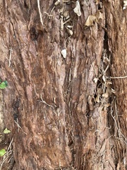 Sequoiadendron giganteum