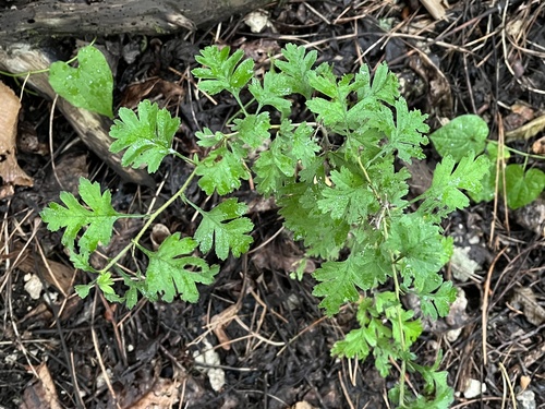 hloh jednosemenný (Crataegus monogyna)