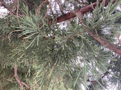 Sequoiadendron giganteum