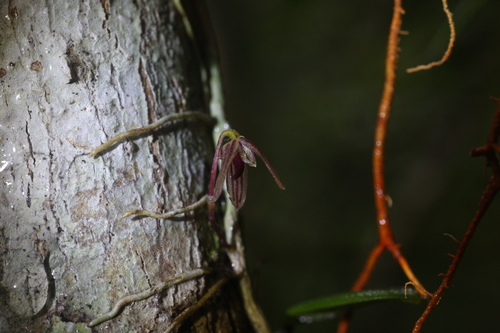 Bulbophyllum bowkettiae F.M.Bailey 2