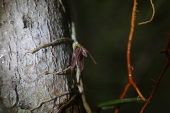 Bulbophyllum bowkettiae