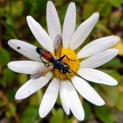 Cylindromyia brassicaria