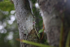 Bulbophyllum bowkettiae