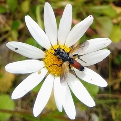 Cylindromyia brassicaria