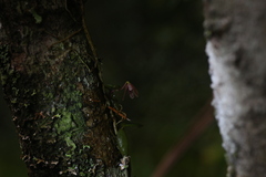 Bulbophyllum bowkettiae